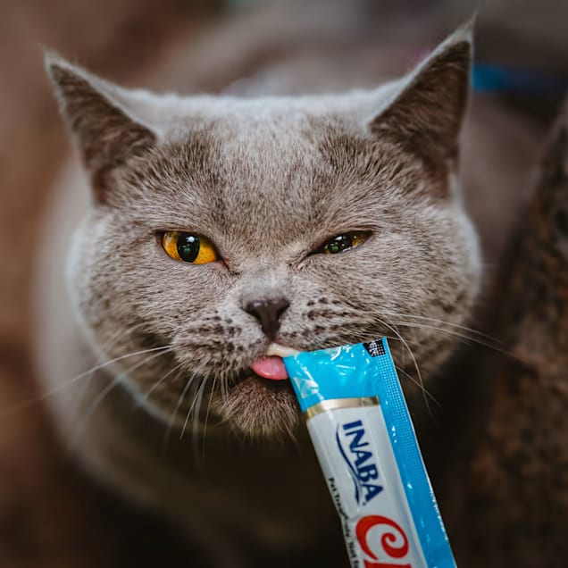 Churu Chicken Cat Treats (Creamy Purée) — Silky Smooth Texture, Highly Palatable, Nutrition + Hydration, Ideal for Daily Bonding or Post-Op Recovery, A Favorite Snack Cats Crave detail image 8
