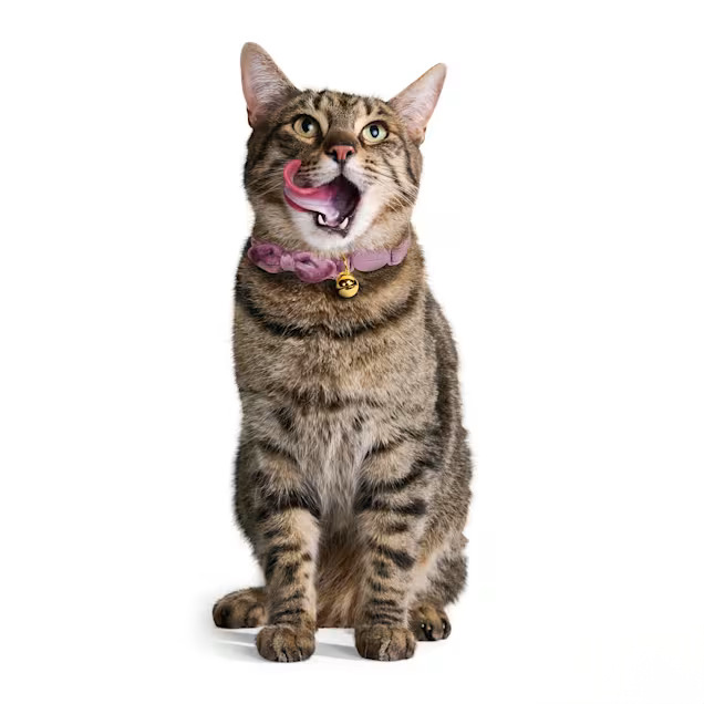 YOULY Heirloom Series Velvet Breakaway Cat Collar with Metal Bell Charm (Multiple Colors) — Stylish Morandi Tones for Indoor Cats, Social & Photo Moments detail image 2