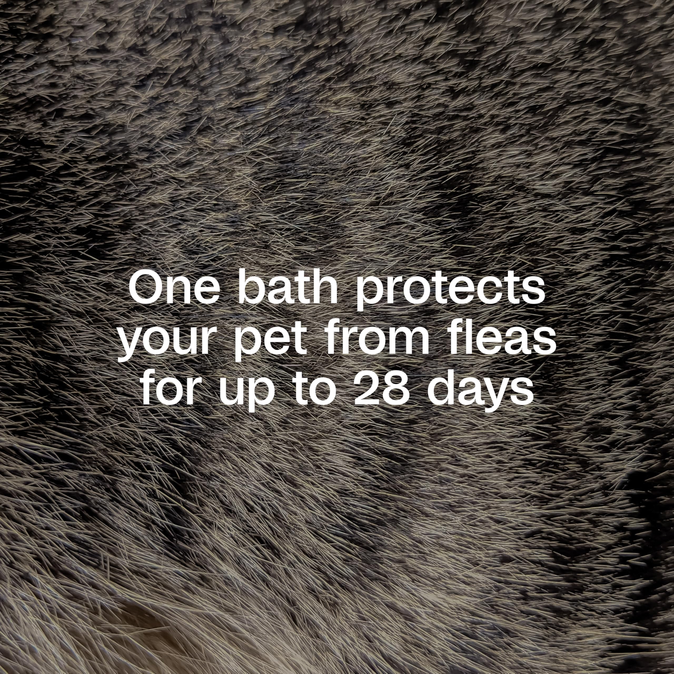ADAMS Plus Flea & Tick Shampoo with Precor for Dogs, Cats, Puppies & Kittens, Flea Shampoo to Treat Infestations, Kills Ticks, Fleas, Flea Eggs & Lice, Cleans and Conditions Coat, 12 Ounces detail image 3