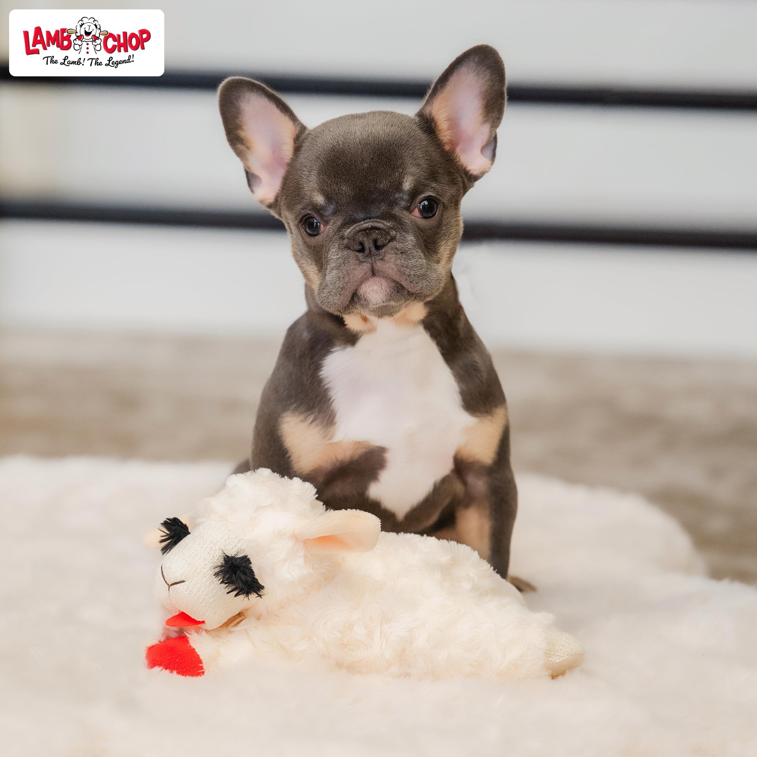 Multipet Lamb Chop Plush Dog Toy – Squeaky, Extra-Soft Stuffed Toy for Small Dogs (6", Cream) detail image 7