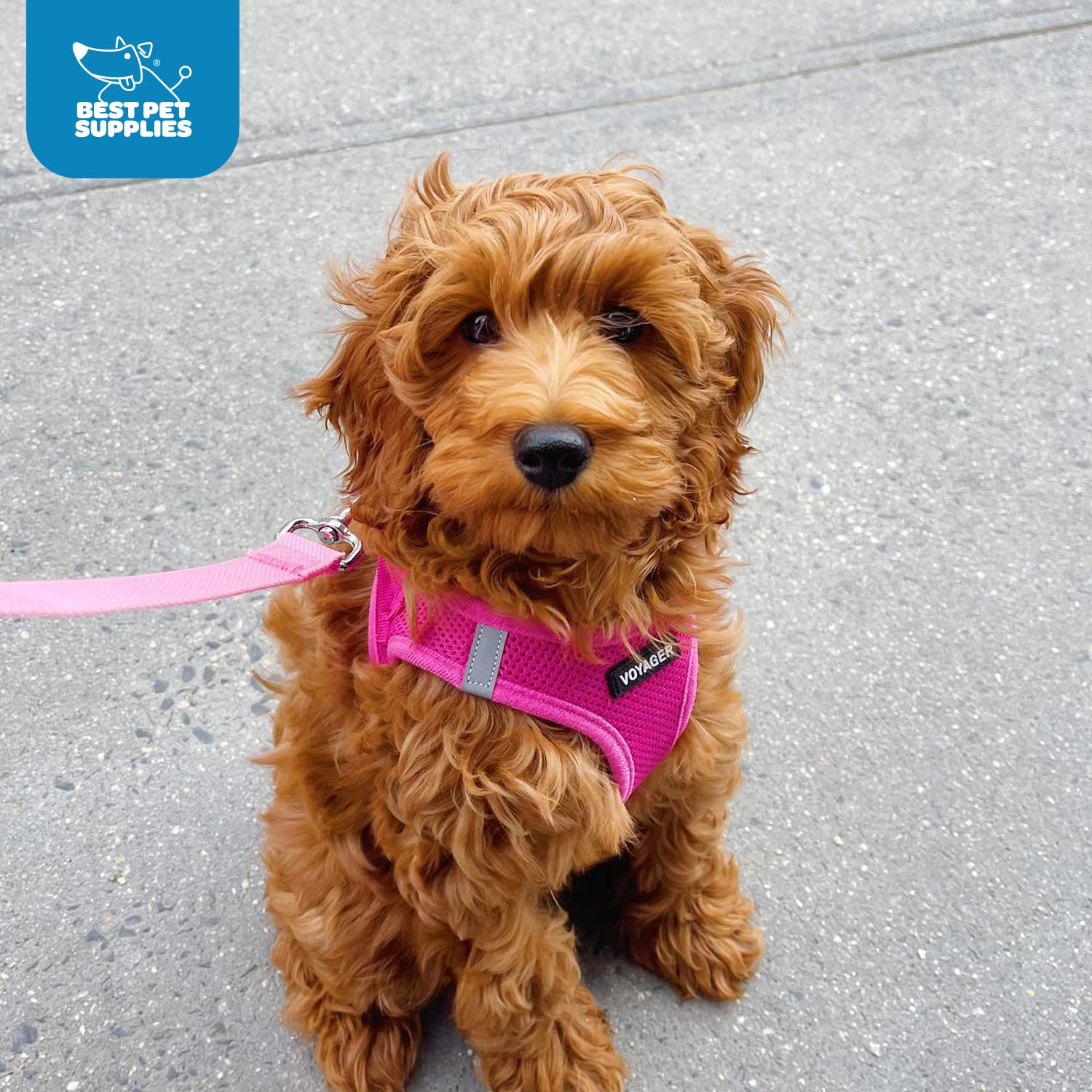 Best Pet Supplies Voyager Step-In Air Mesh Harness - Reflective, No-Pull Vest Harness with Hook & Loop, Buckle & Double D-Rings - Fuchsia, M detail image 9