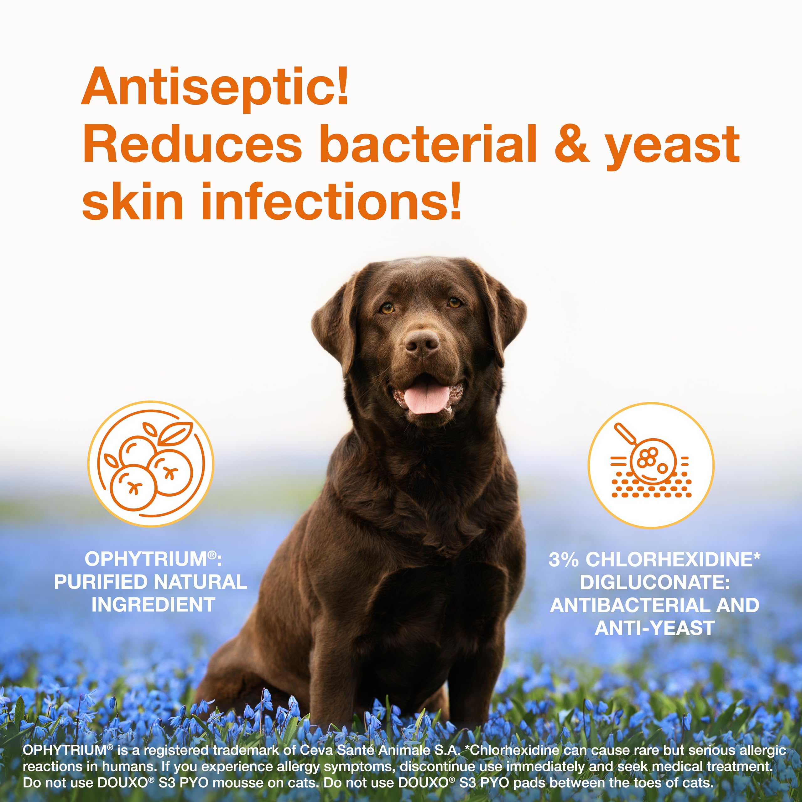 Douxo S3 PYO Medicated Dog Mousse, Chlorhexidine Leave-On Treatment for Bacterial & Yeast Skin Infections, 5 fl oz detail image 2